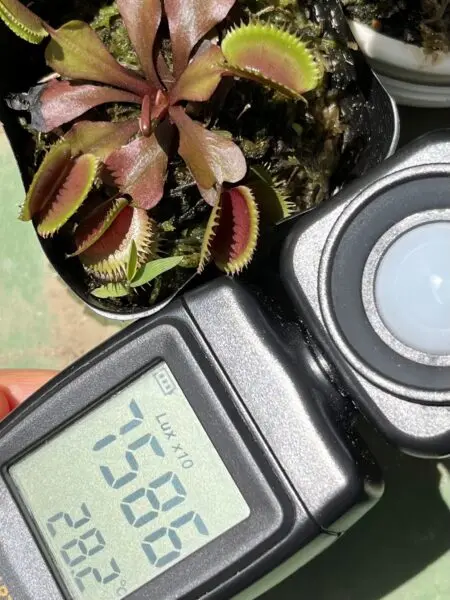 食虫植物　ハエトリグサ　ハエトリソウ　ディオネア　マスシプラ　レッドピラニア