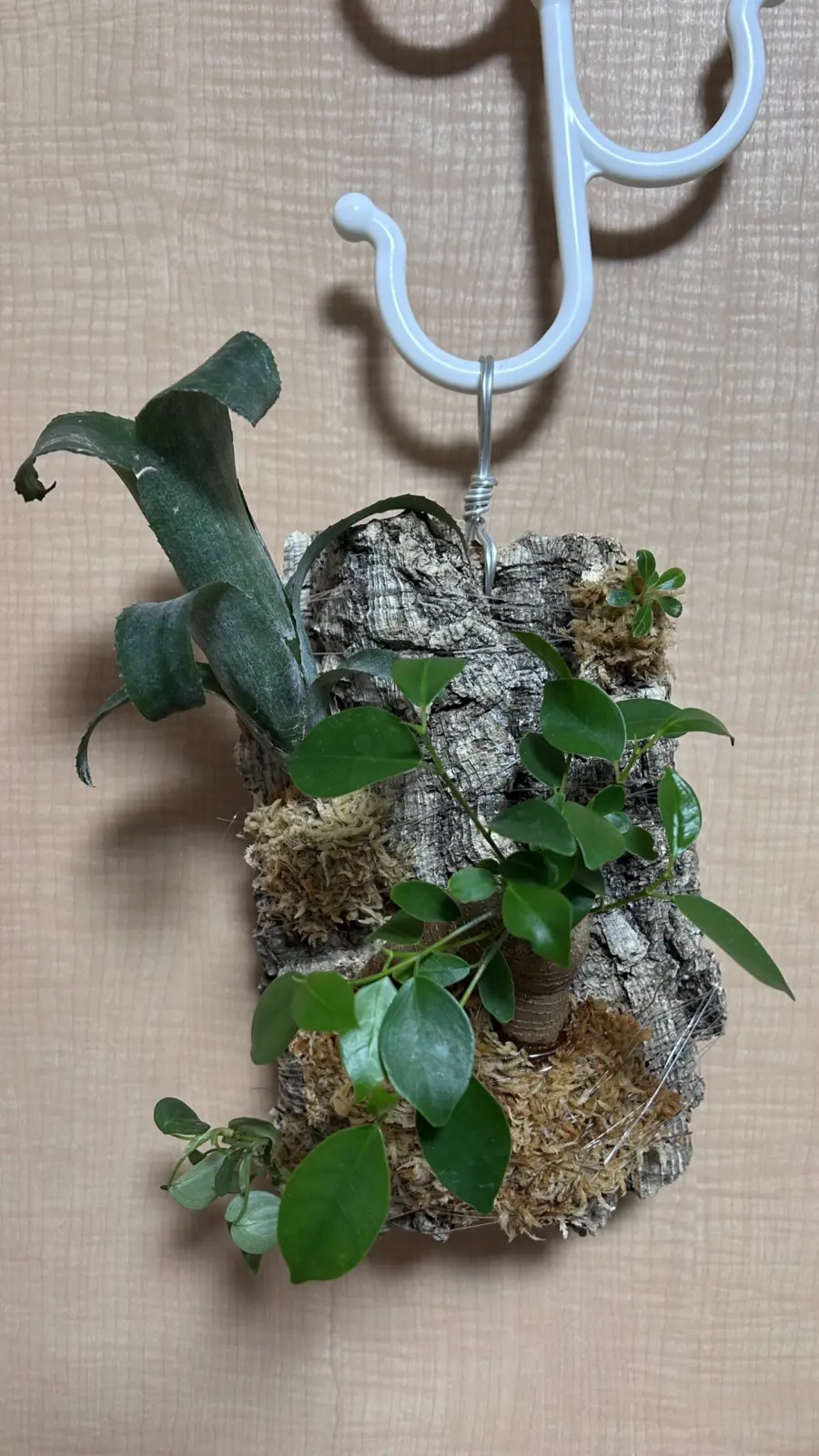 ガジュマル・ビルベルギア・フィロデンドロン　コルク着生