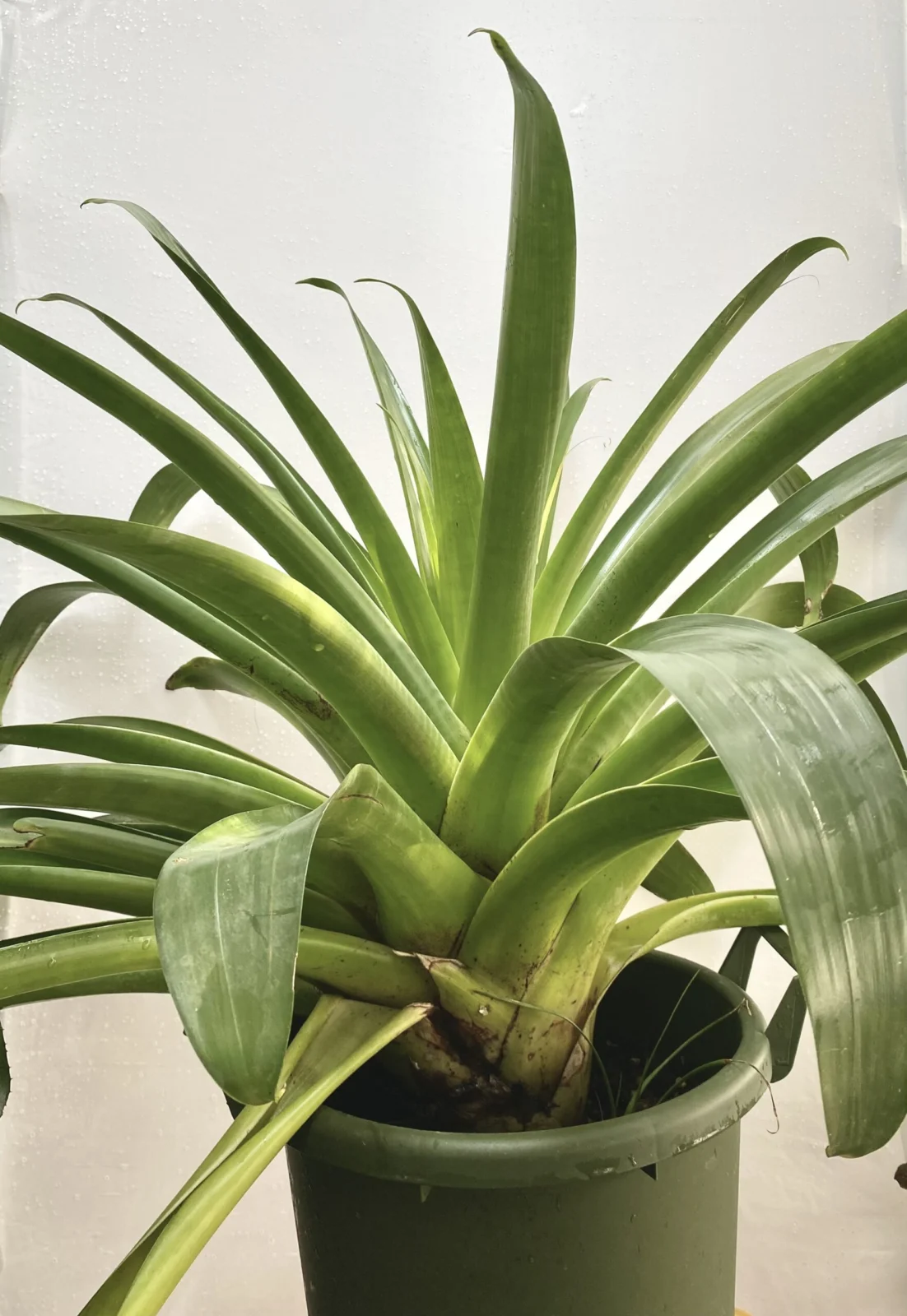 アルカンタレア グラジオウアナ