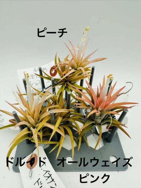 ティランジア イオナンタ ピーチ ドルイド オールウェイズピンク