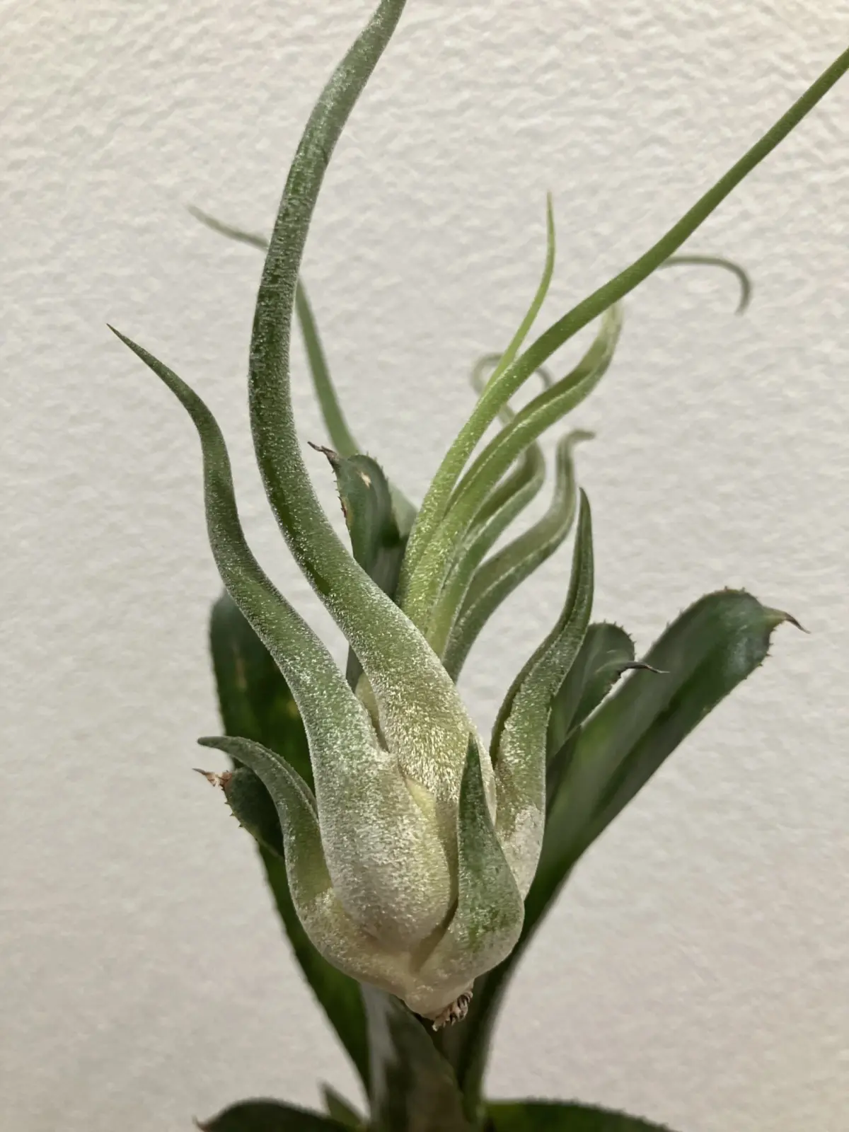 ティランジア カプトメデューサ 100均