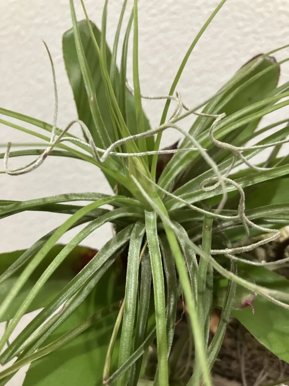 ティランジア ストリクタ 100均