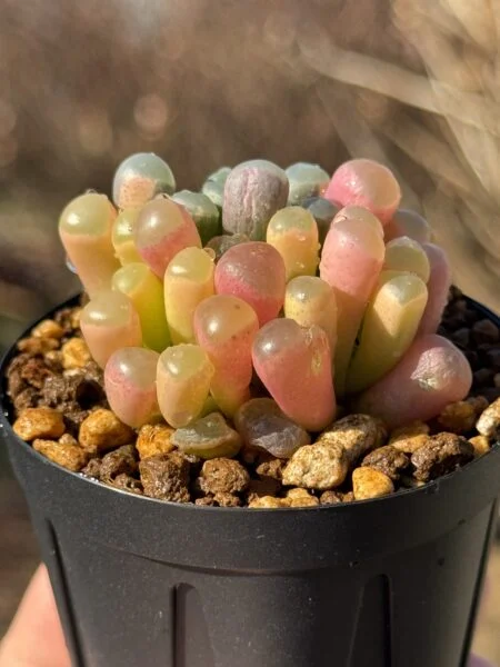 多肉植物 フェネストラリア 五十鈴玉錦(いすずぎょくにしき)