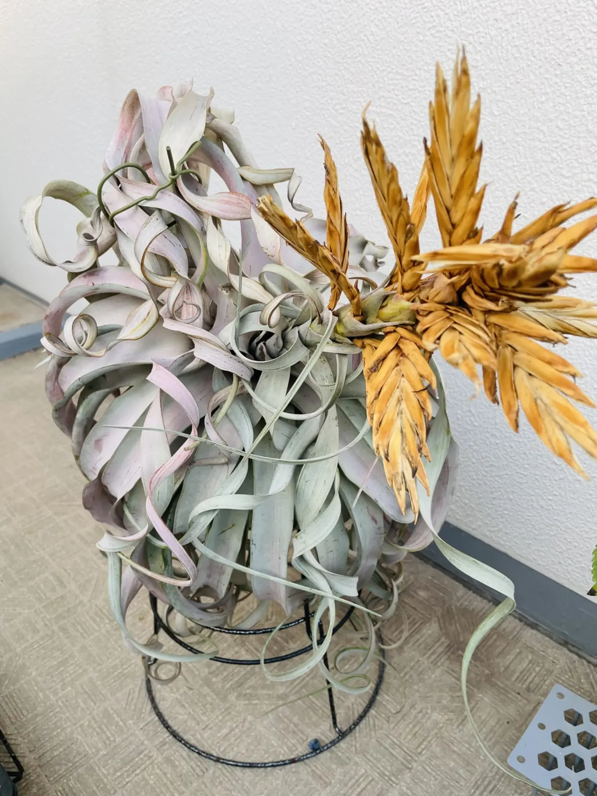 ティランジア　キセログラフィカ　親株　弱る