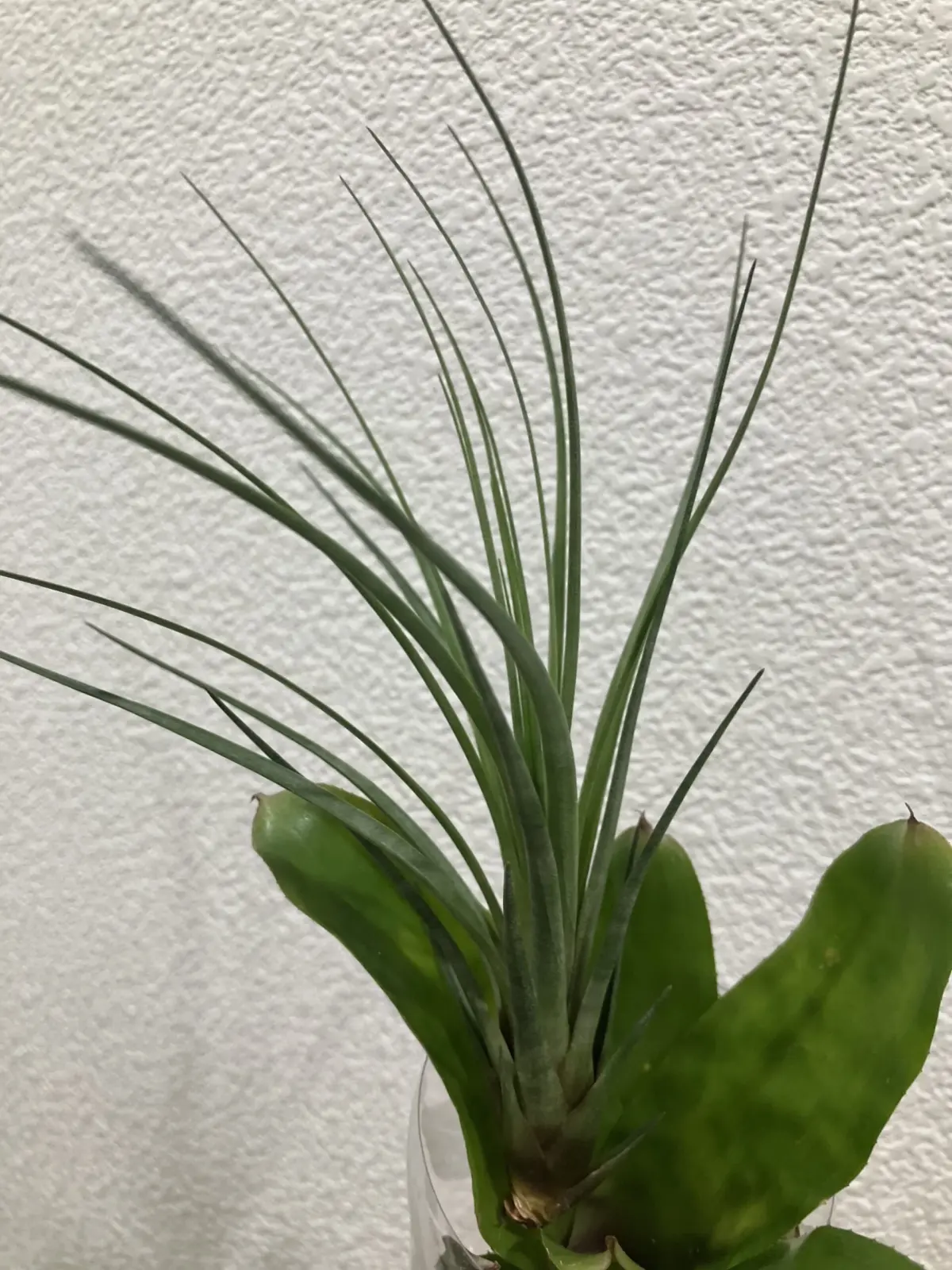 ティランジア メラノクラテル 100均