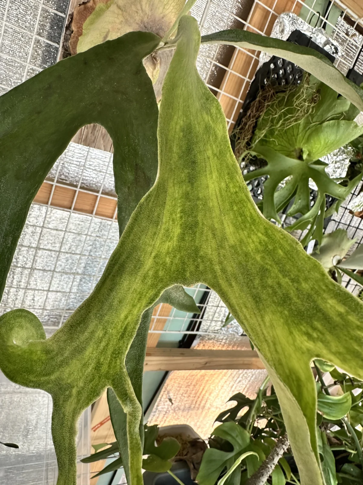 ビカクシダ　不明種　マダラ模様