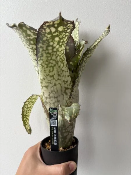 ビルベルギア　アラカイ