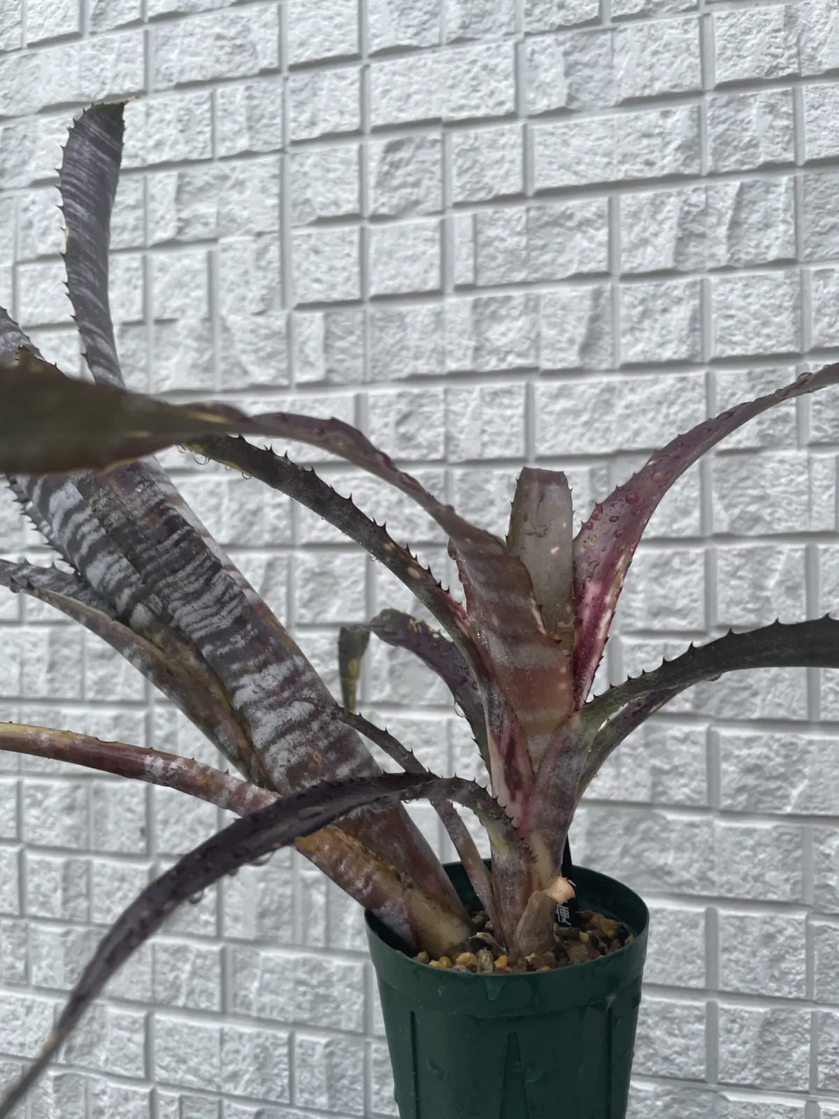 ビルベルギア パイプライン