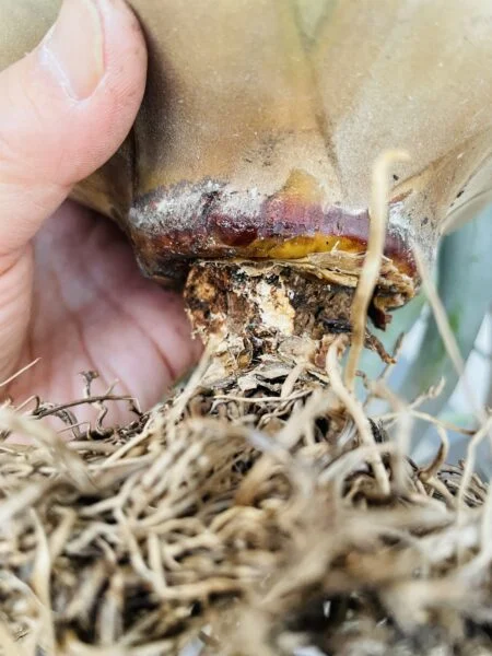 ティランジア　キセログラフィカ　株元腐り？　カビ　カイガラムシ　？