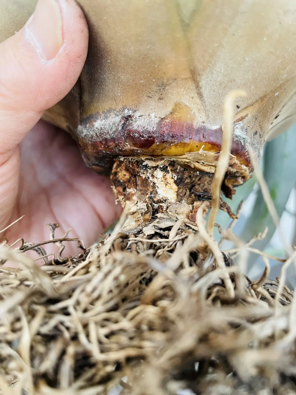 ティランジア　キセログラフィカ　株元腐り？　カビ　カイガラムシ　？