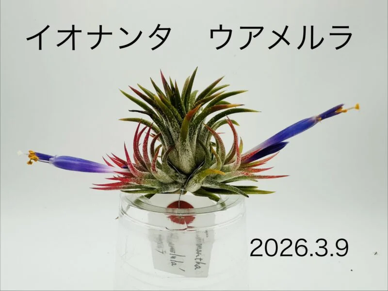 ティランジア　イオナンタ　ウアメルラ