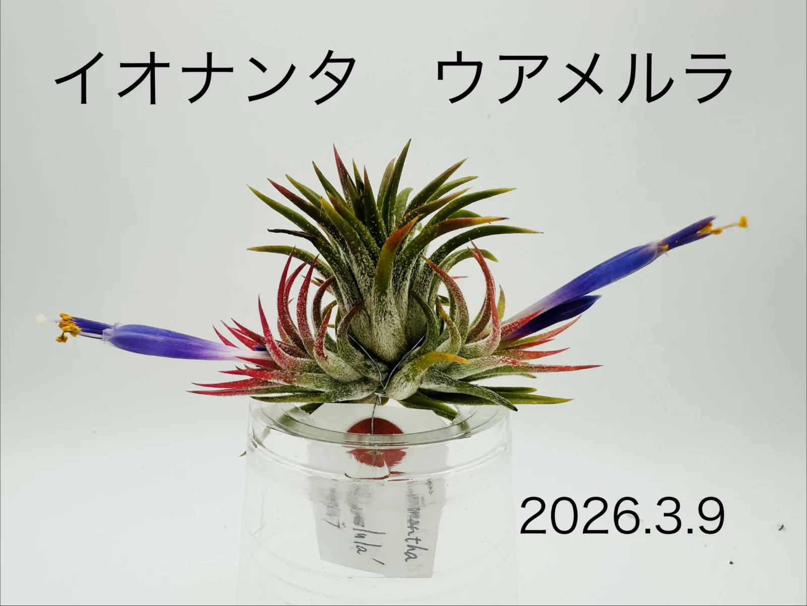 ティランジア　イオナンタ　ウアメルラ