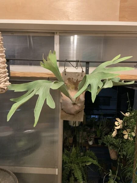 ビカクシダ　ビフルカツム　