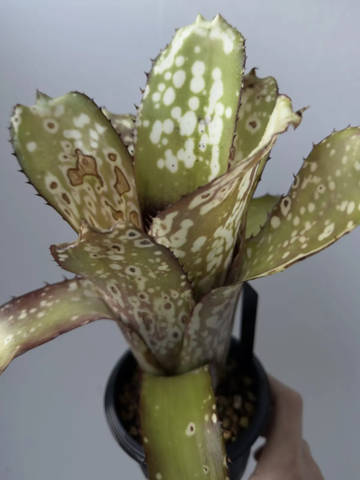 ビルベルギア アラカイ