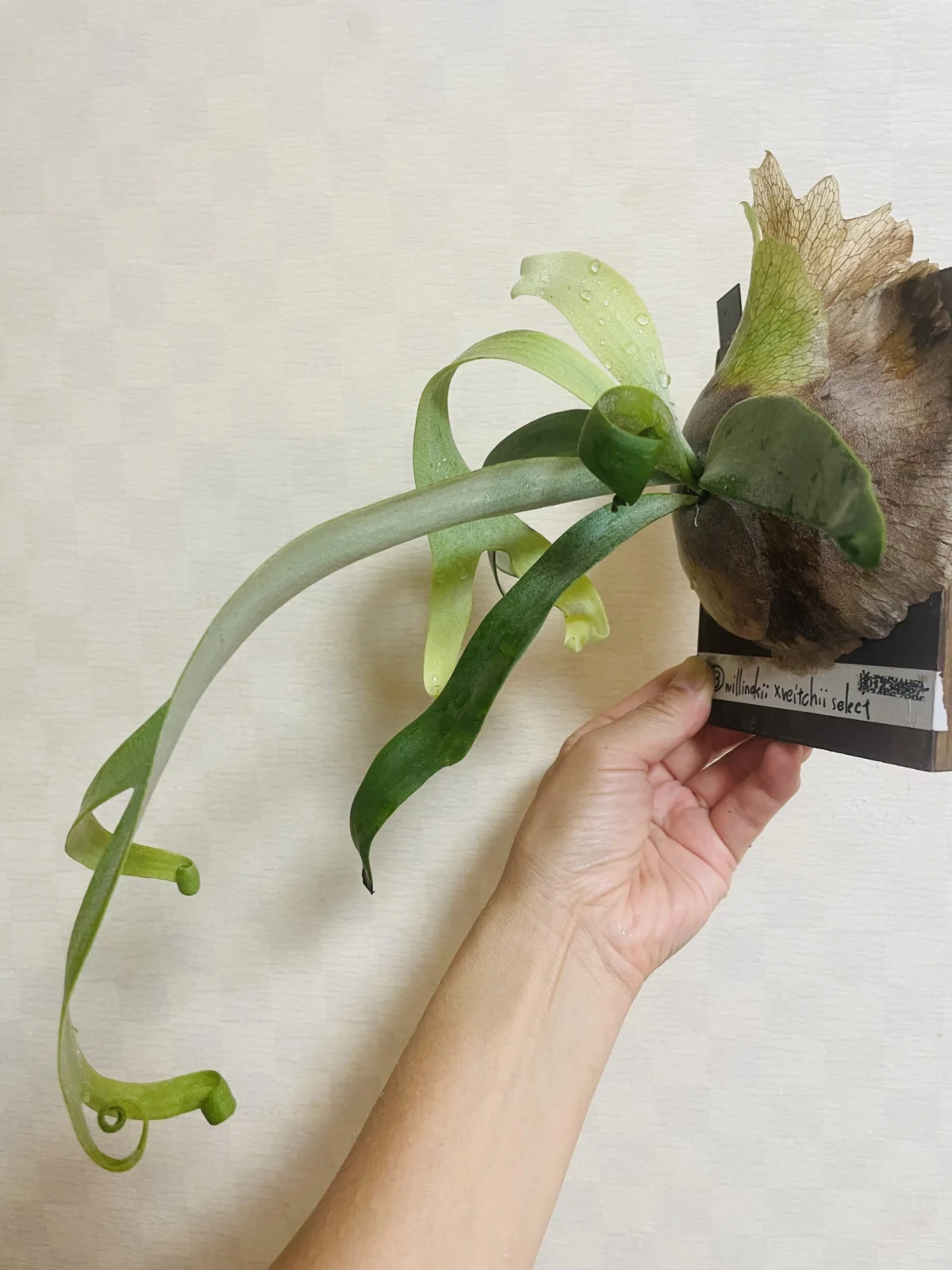 ビカクシダ　ウィリンキー　ベイチー　セレクト　のびる胞子葉