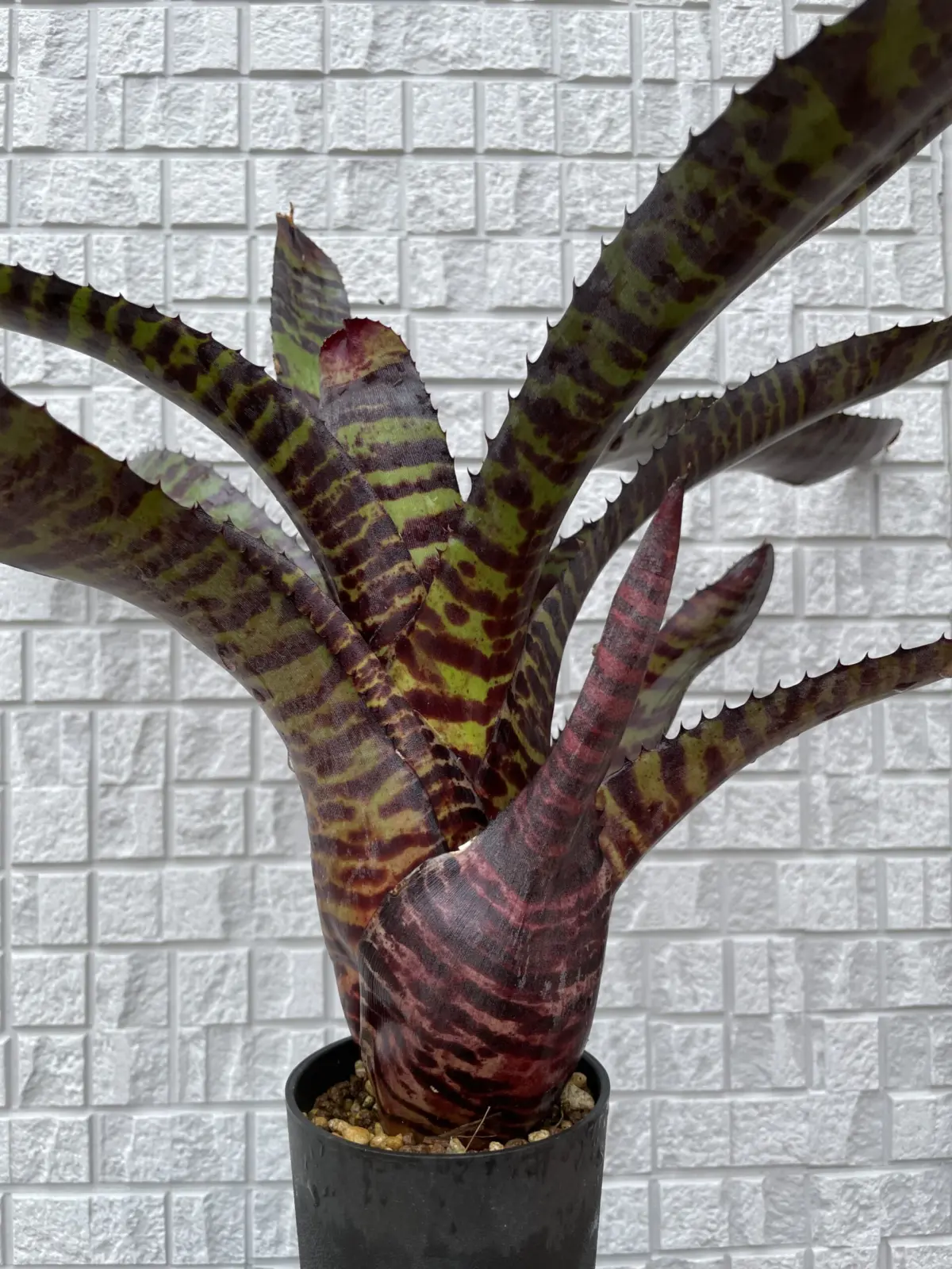 ネオレゲリア ハンニバルレクター　vol.1