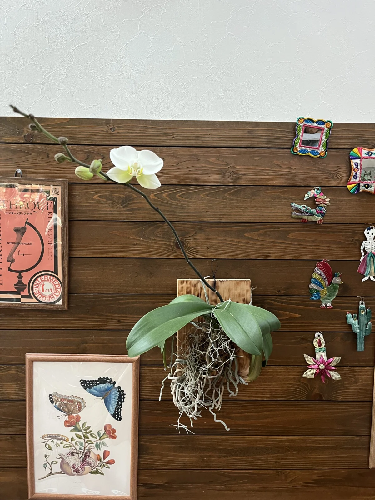 胡蝶蘭　花　板付