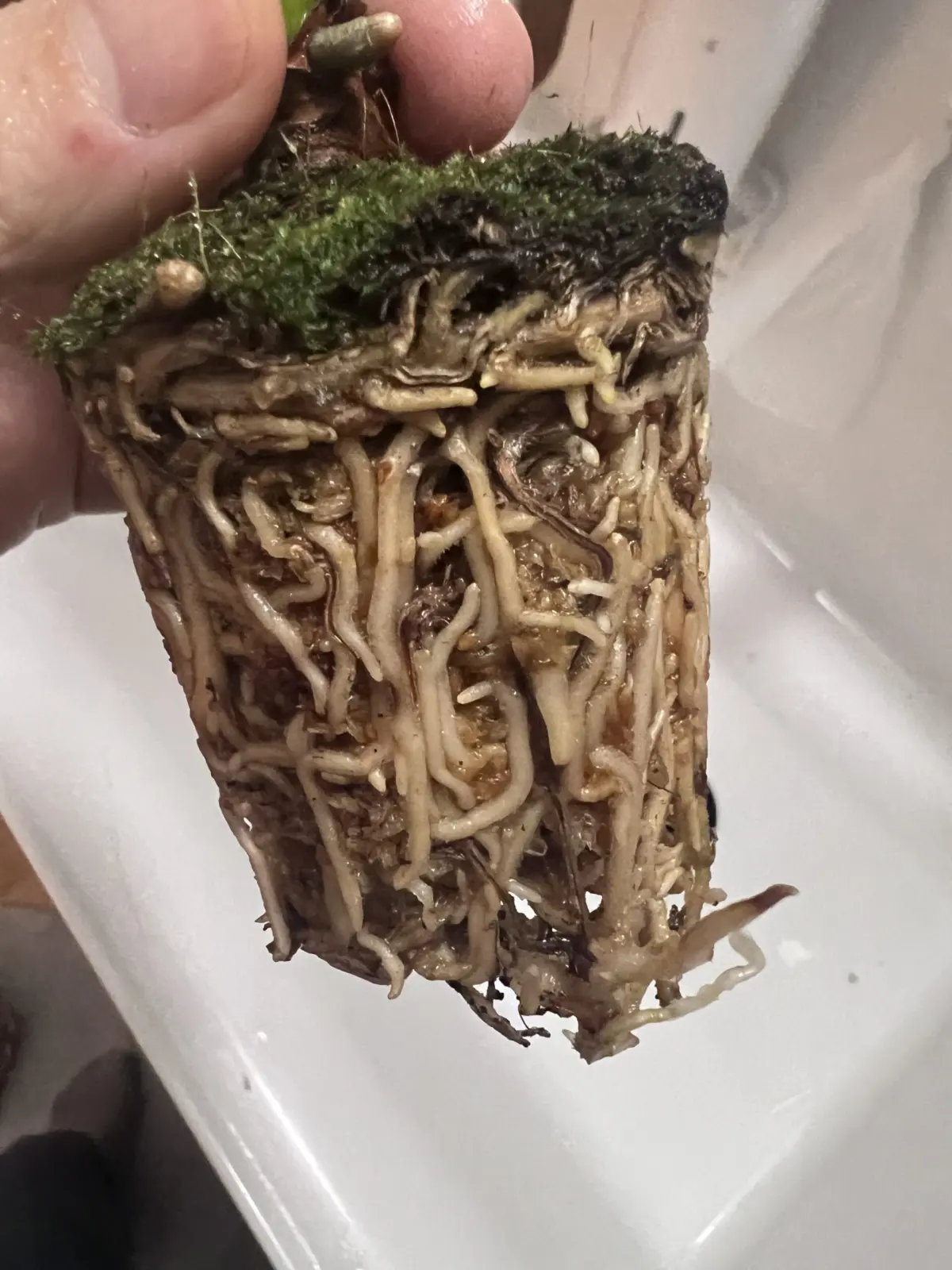 アンスリウム シボリ