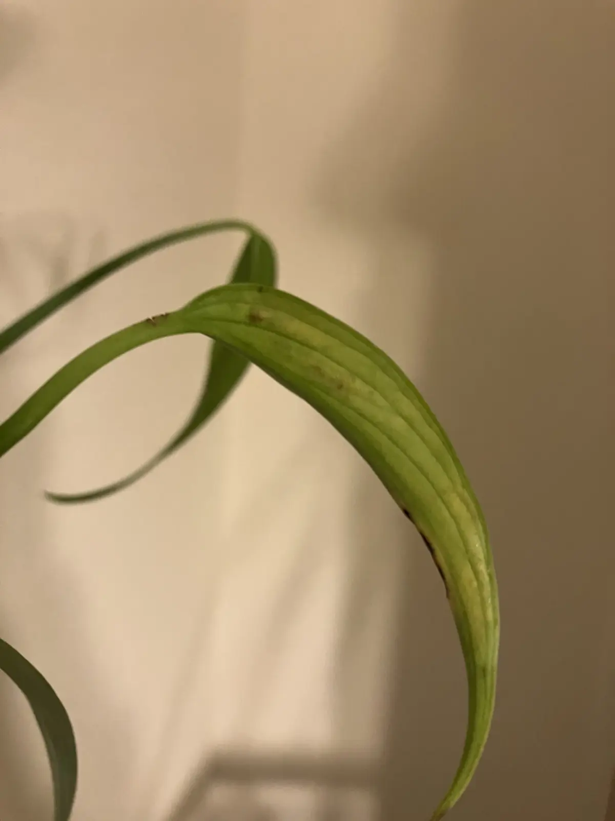 モンステラ　バールマルクスフレーム　カイガラムシ