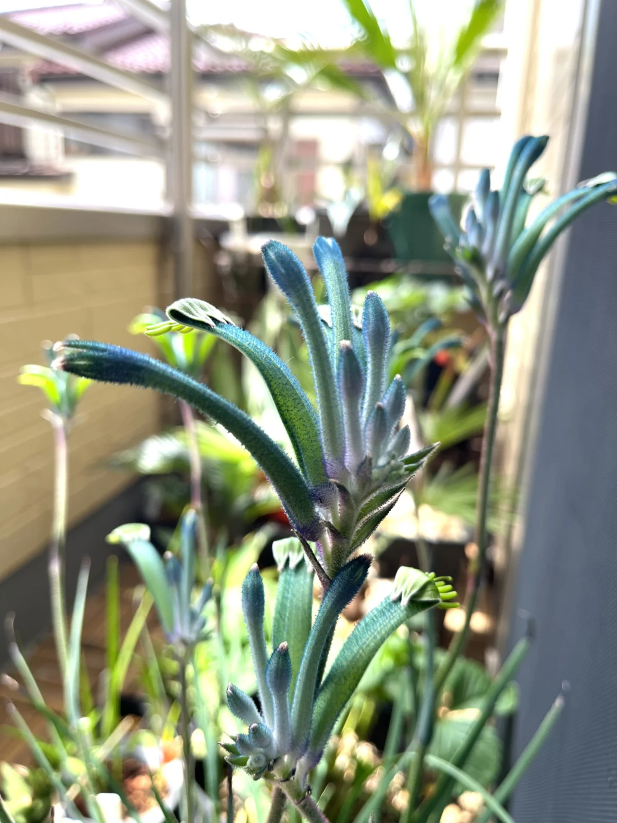 カンガルーポー　セレブ　マスカレード