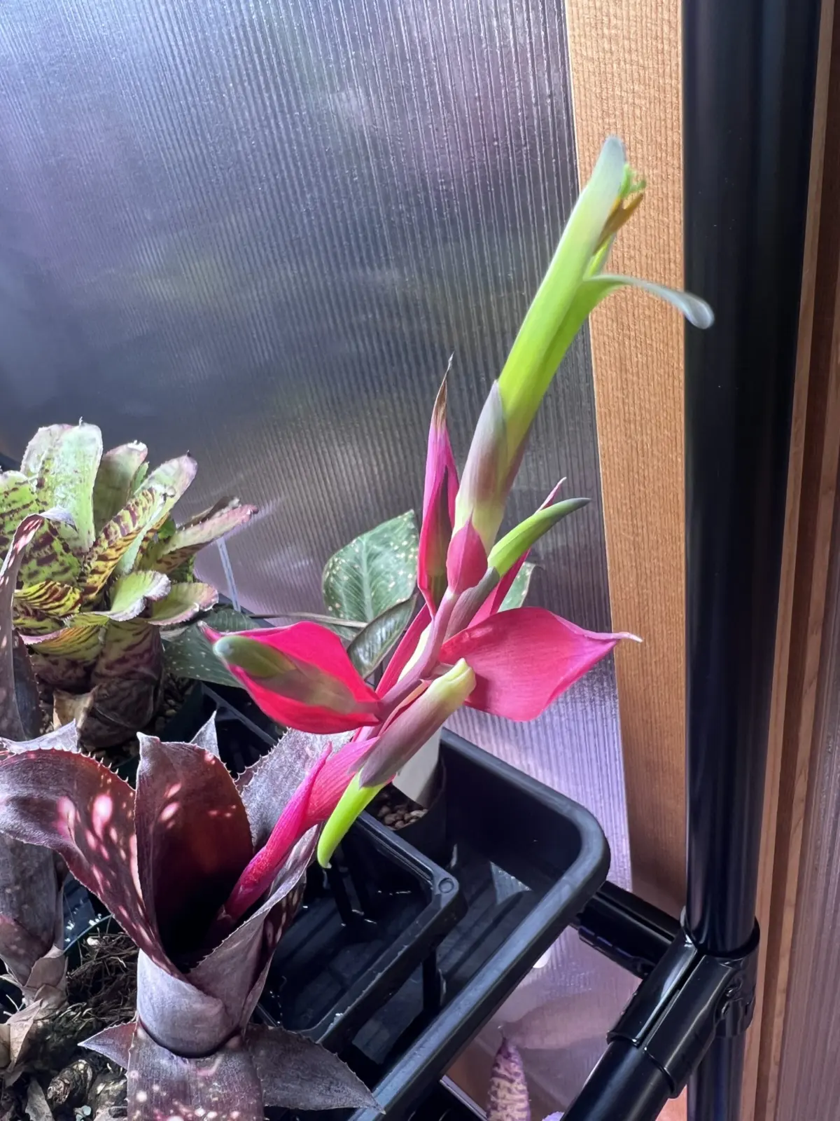 ビルベルギア　エフカイ？