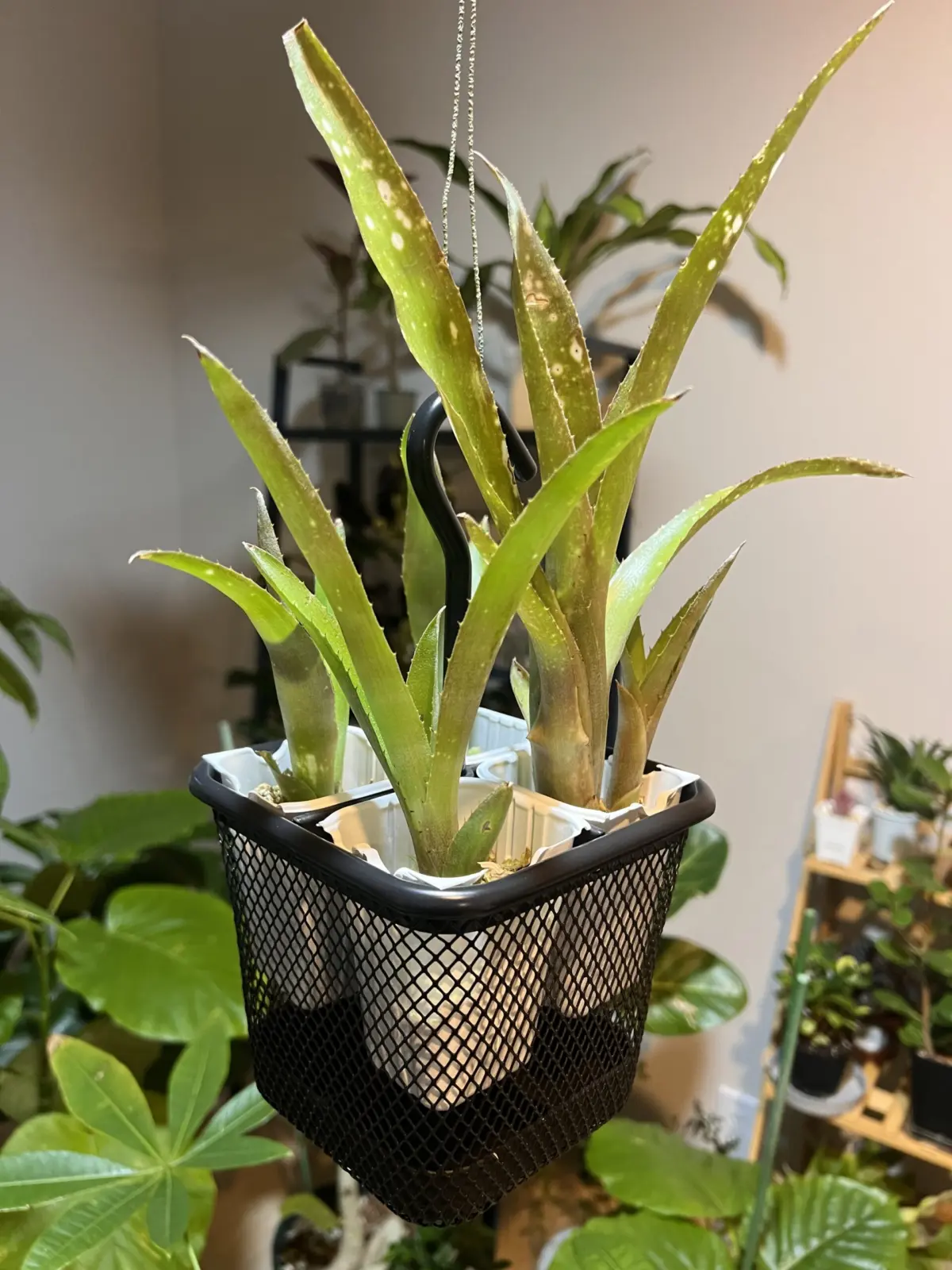 ビルベルギア/アモエナ子株