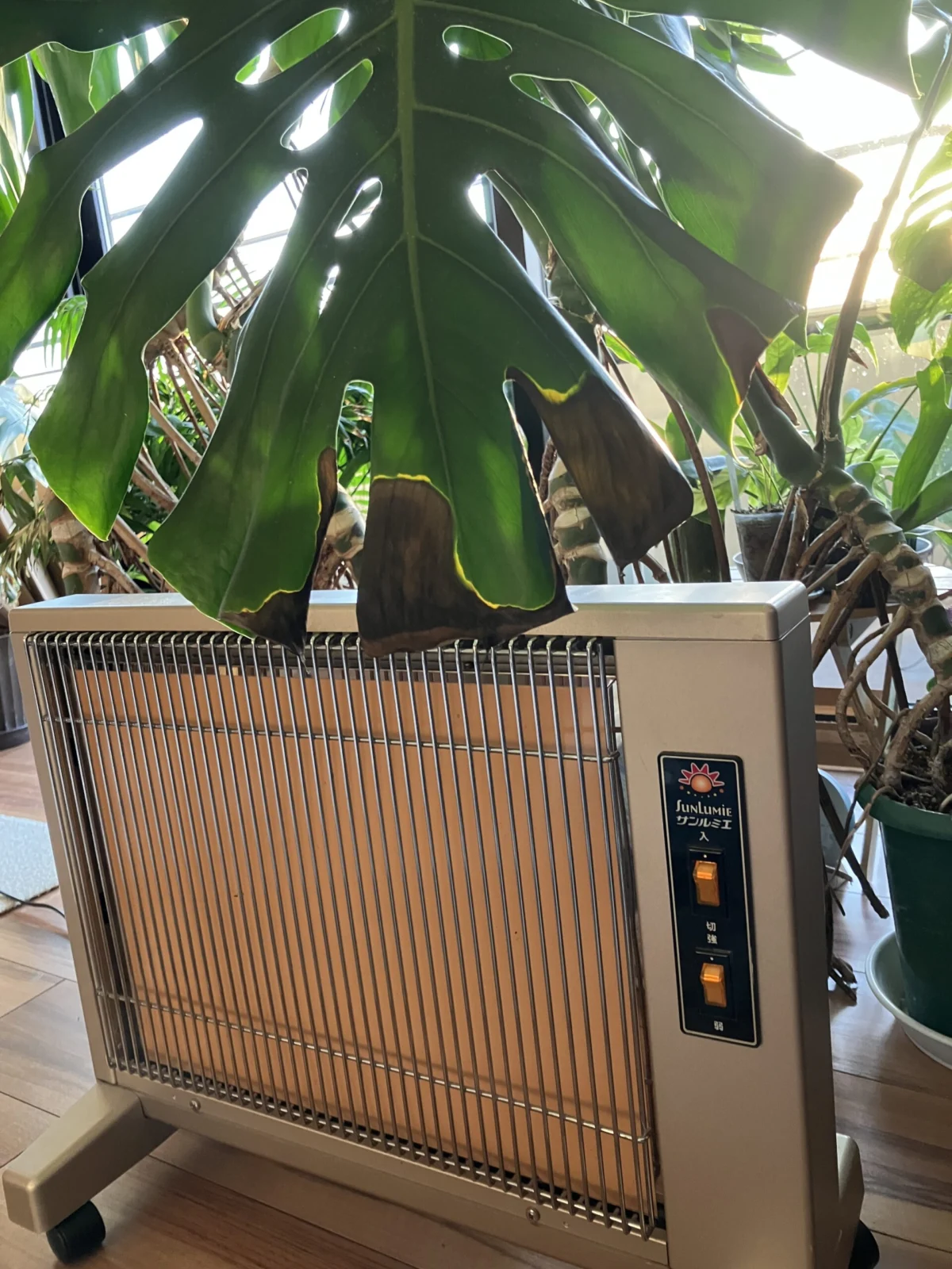 モンステラ　デリシオーサ　ヒーター焼け