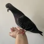 colo_1125のアバター
