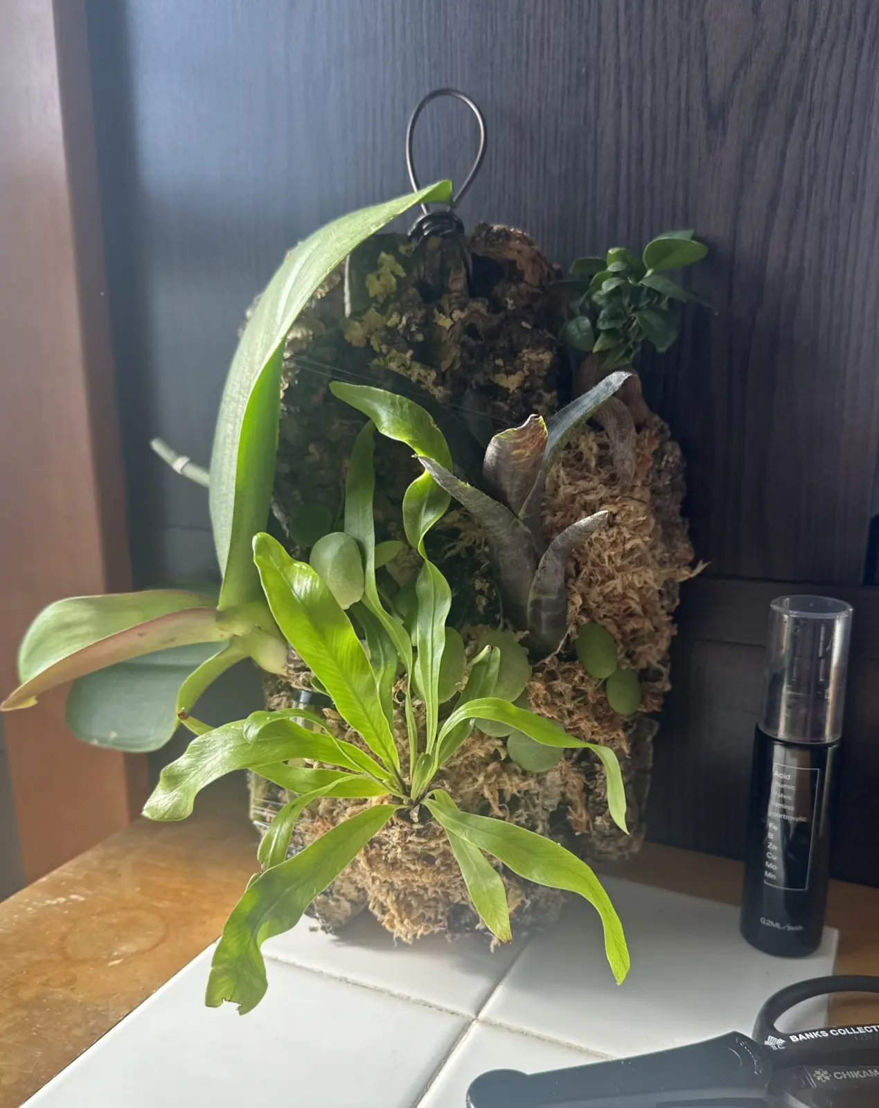 コルク着生 ネオレゲリア ジャバプラム コチョウラン ガジュマル アスプレニウム ディスキディア