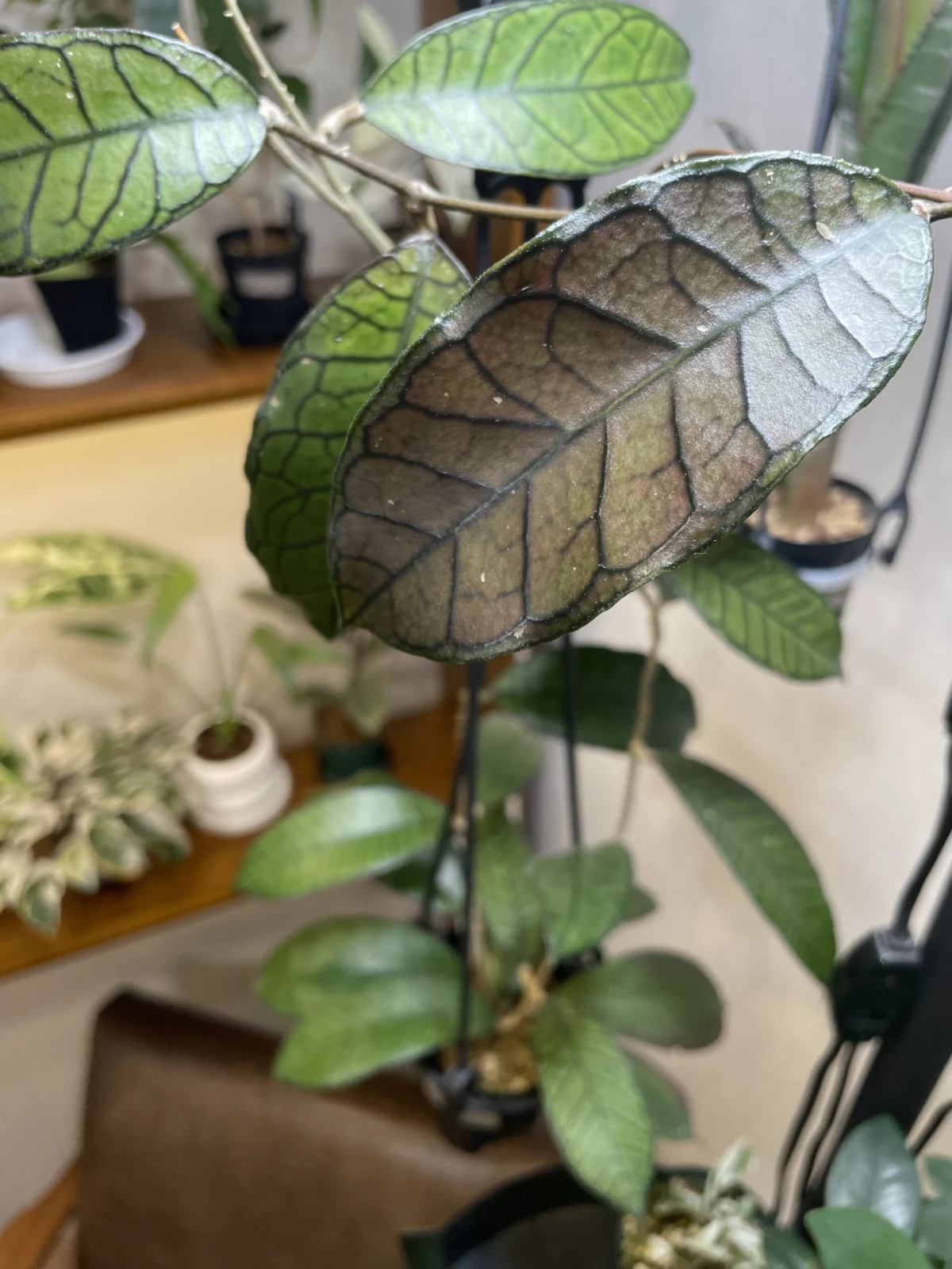 ホヤ　グヌンガディン