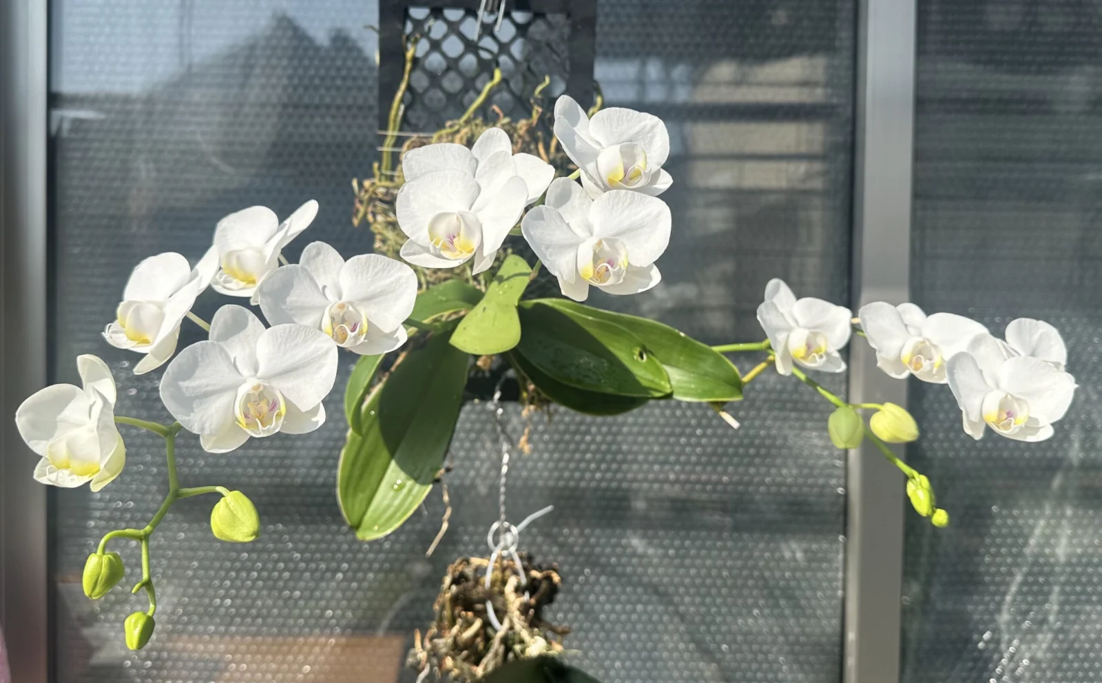 ファレノプシス　胡蝶蘭