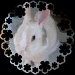 hashiのアバター