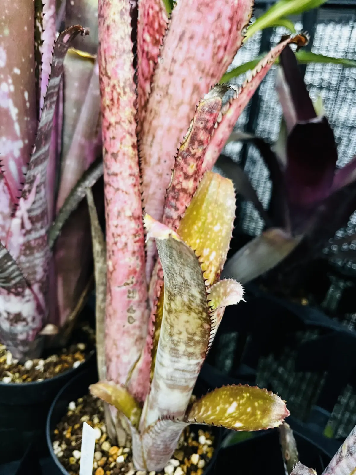 ビルベルギア　コーラン　オブスクラ