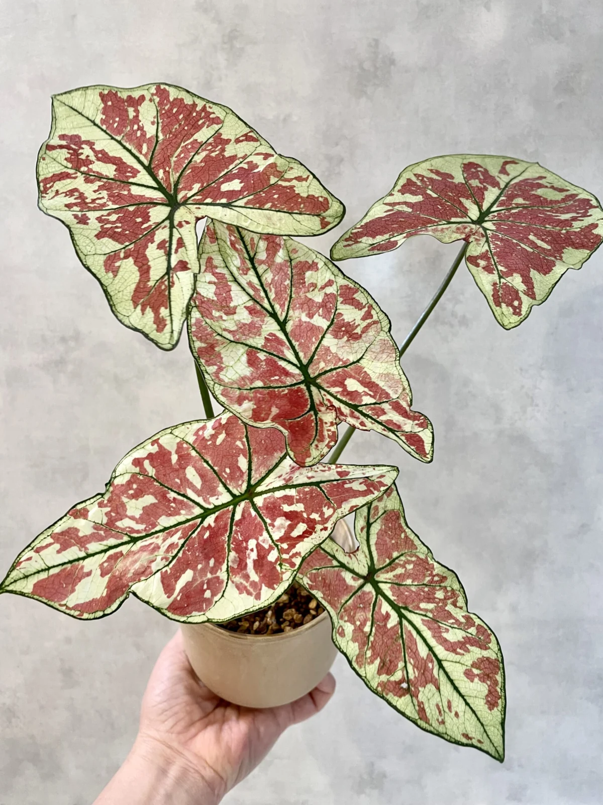 カラジウム　ファイヤーフェニックス