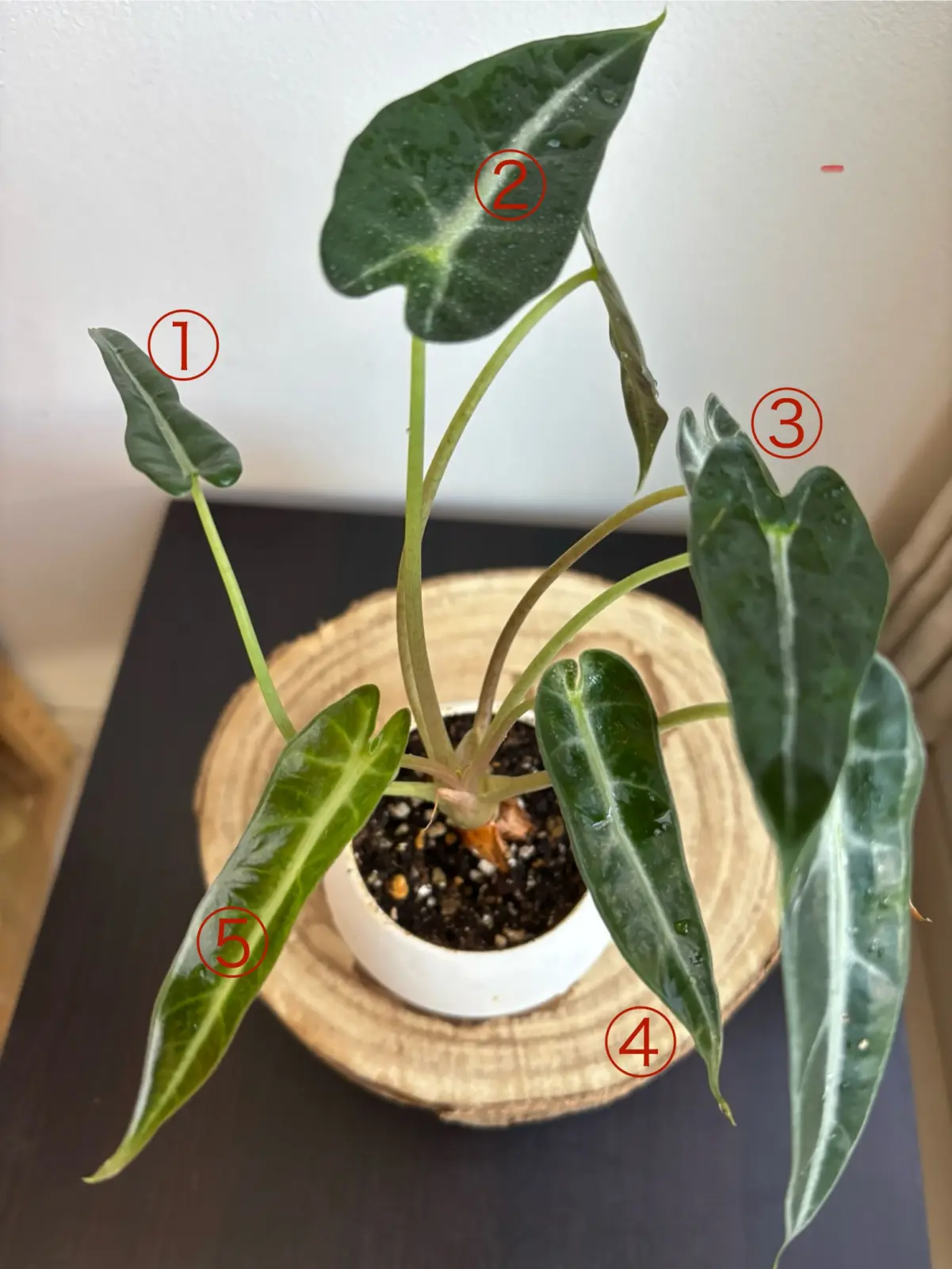 アロカシア　バンビーノ