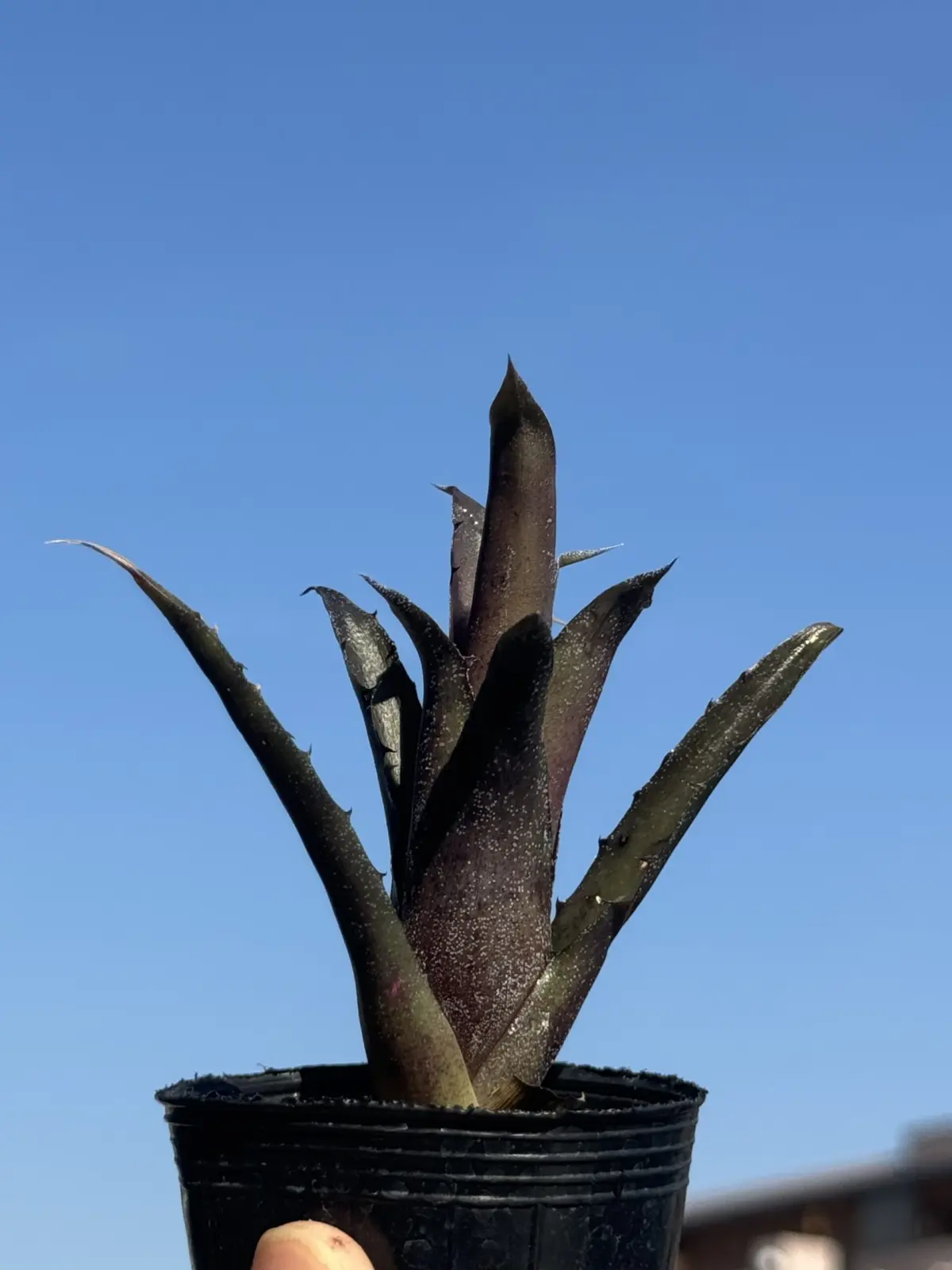 Hohenbergia サンドラズマウンテン　実生