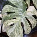 sho_14_plantsのアバター