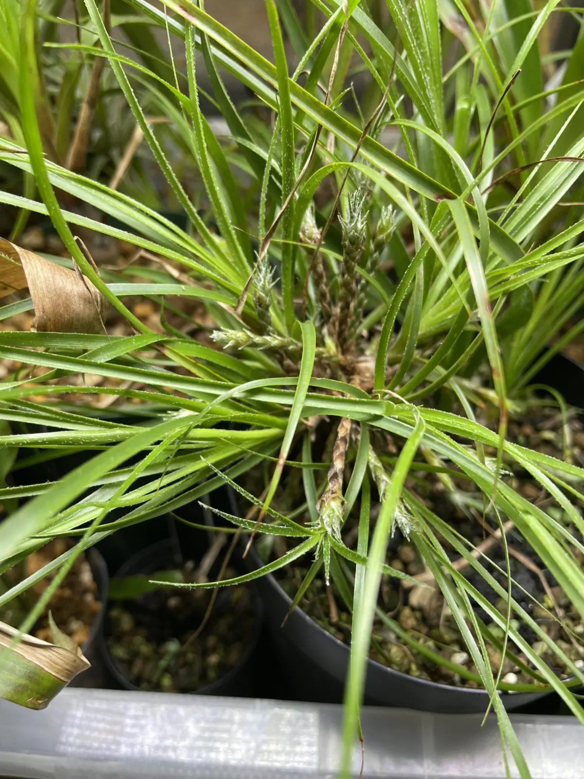 ピトカイルニア　