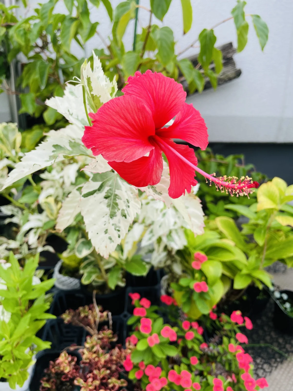 ハイビスカス　斑入り　スノーフレーク　花