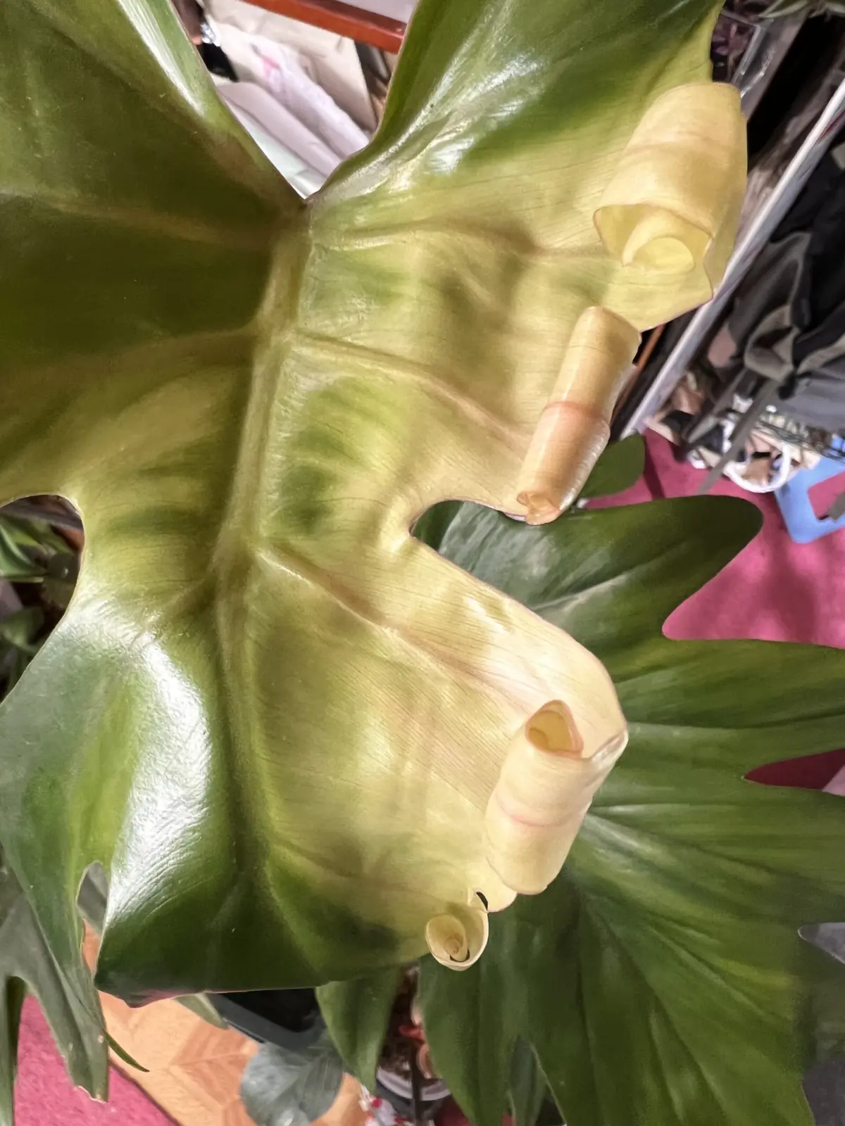 フィロデンドロン/タンゴ