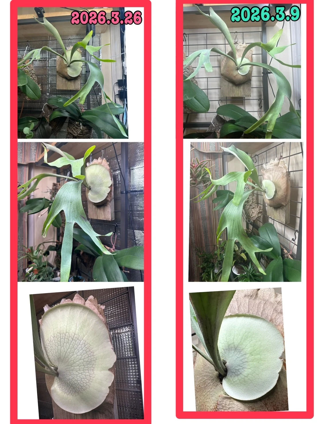 ウィリンキー（W5 ）×　ディバーシフォリウム　胞子培養