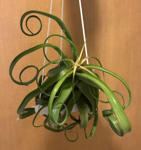 ティランジア　ストレプトフィラ　花茎