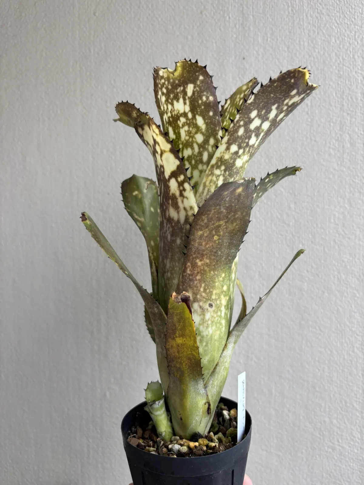 ビルベルギア　カハカイ