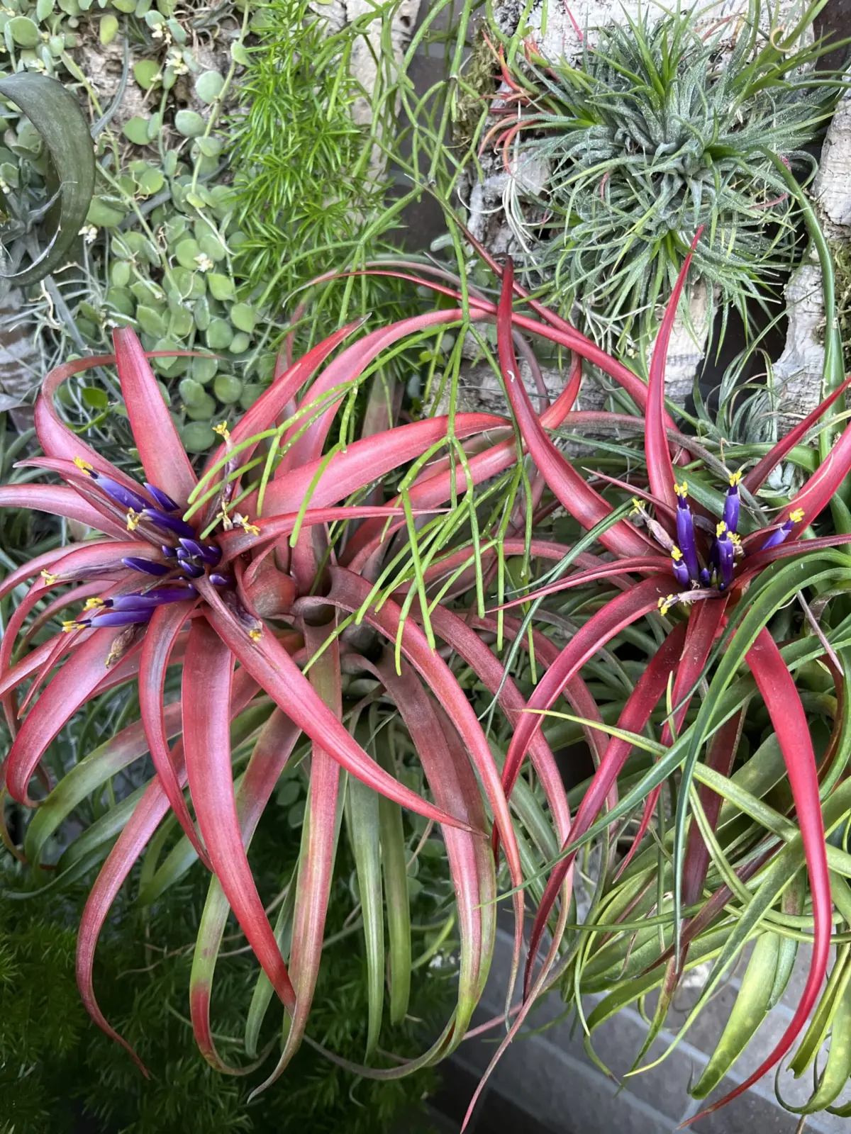 ティランジア ブラキカウロス