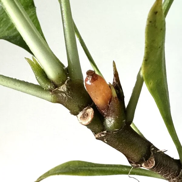 ミルメフィツム　ベッカリー　蟻植物
