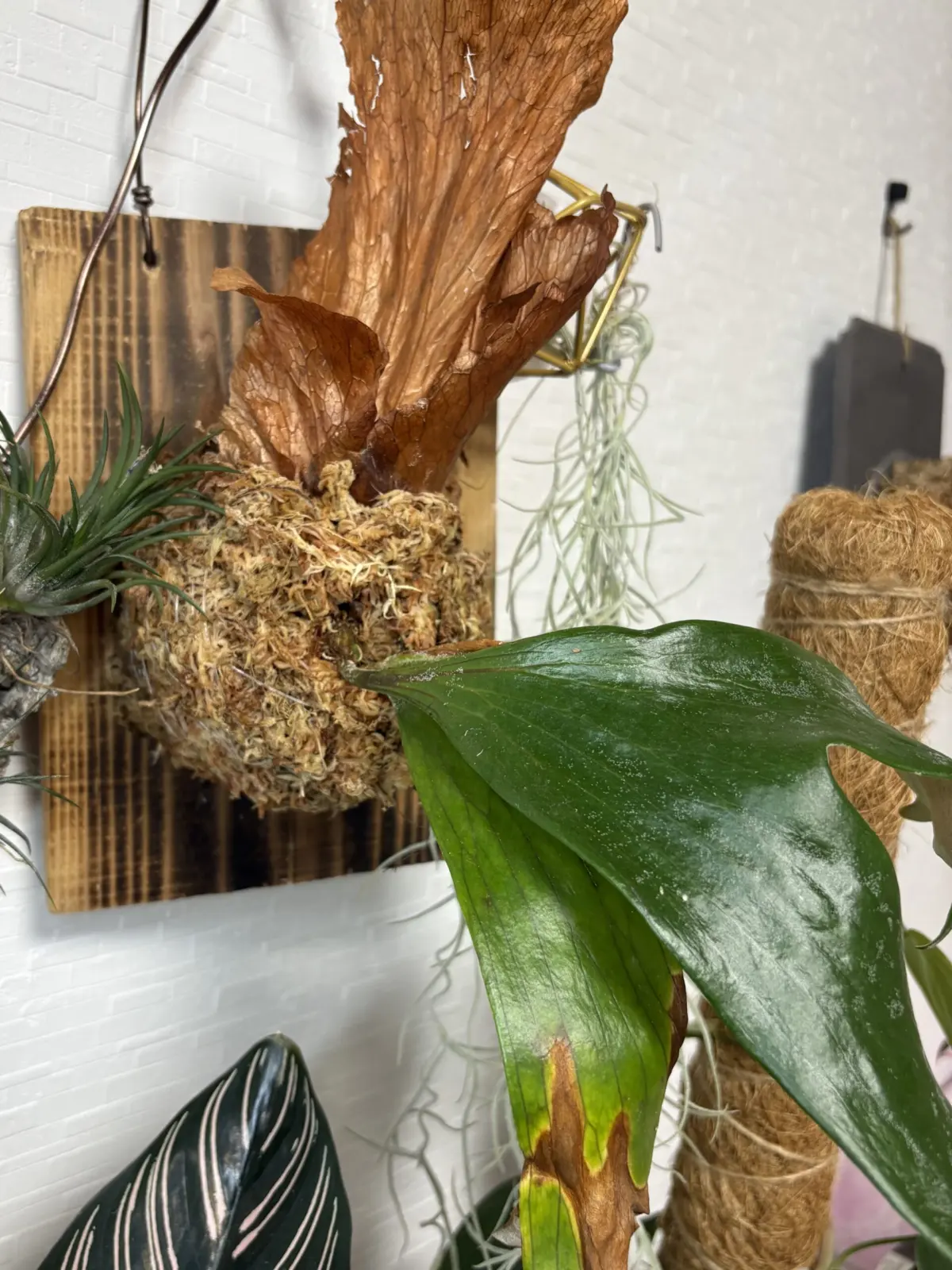 ビカクシダ ステマリア 貯水葉の成長が遅い