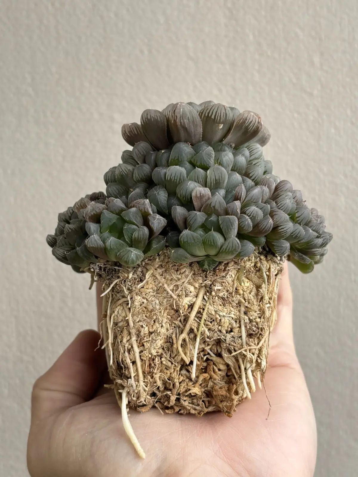 ハオルチア オブツーサ 水苔