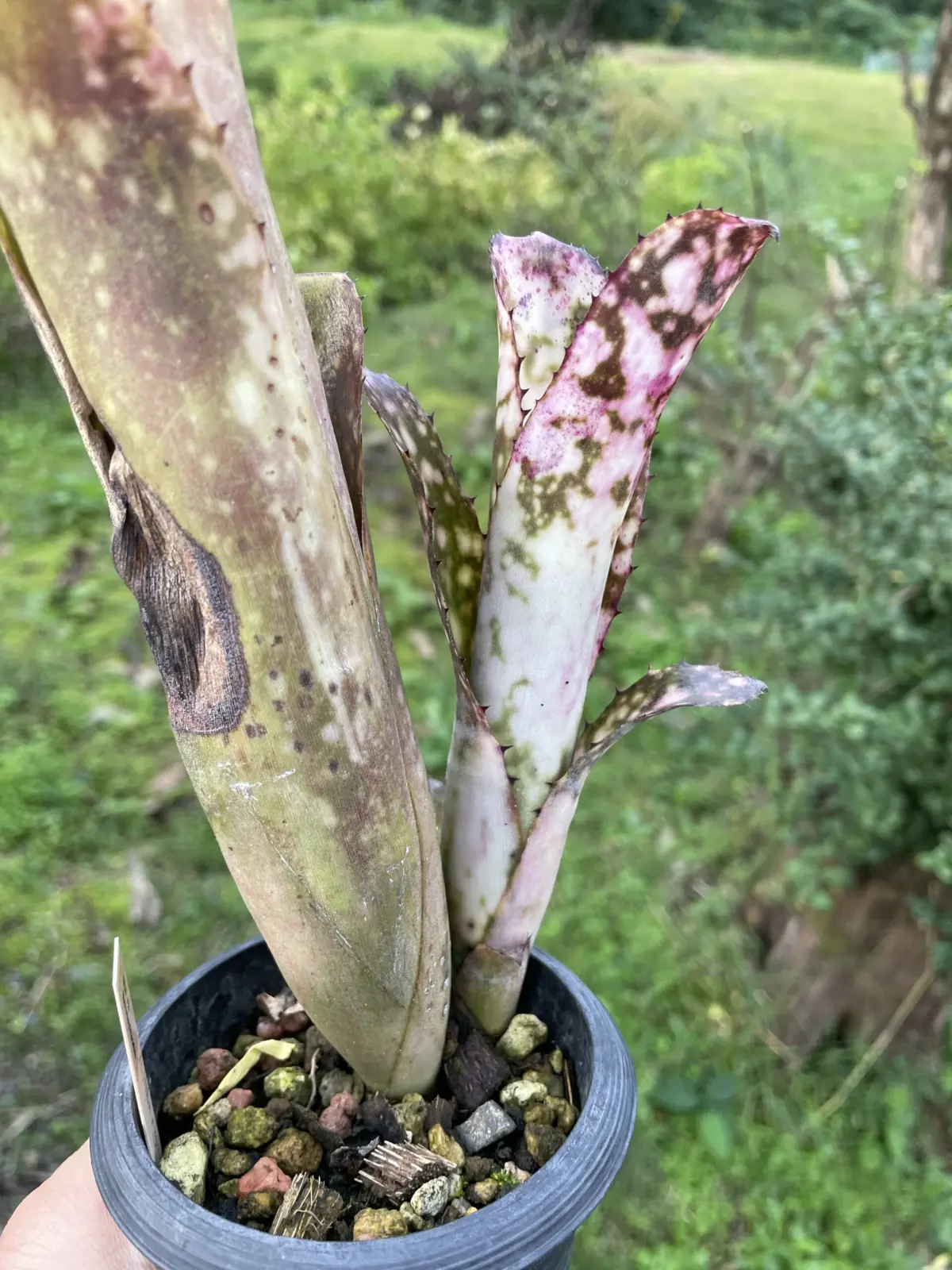 ビルベルギア　ハナホウ