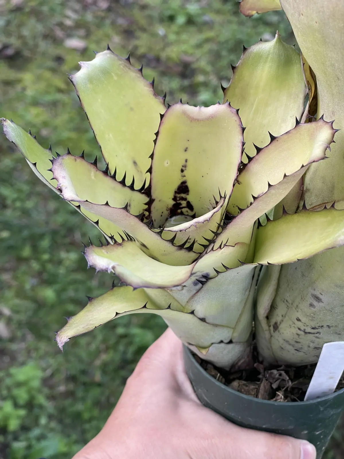 ビルベルギア　サンデリアナ