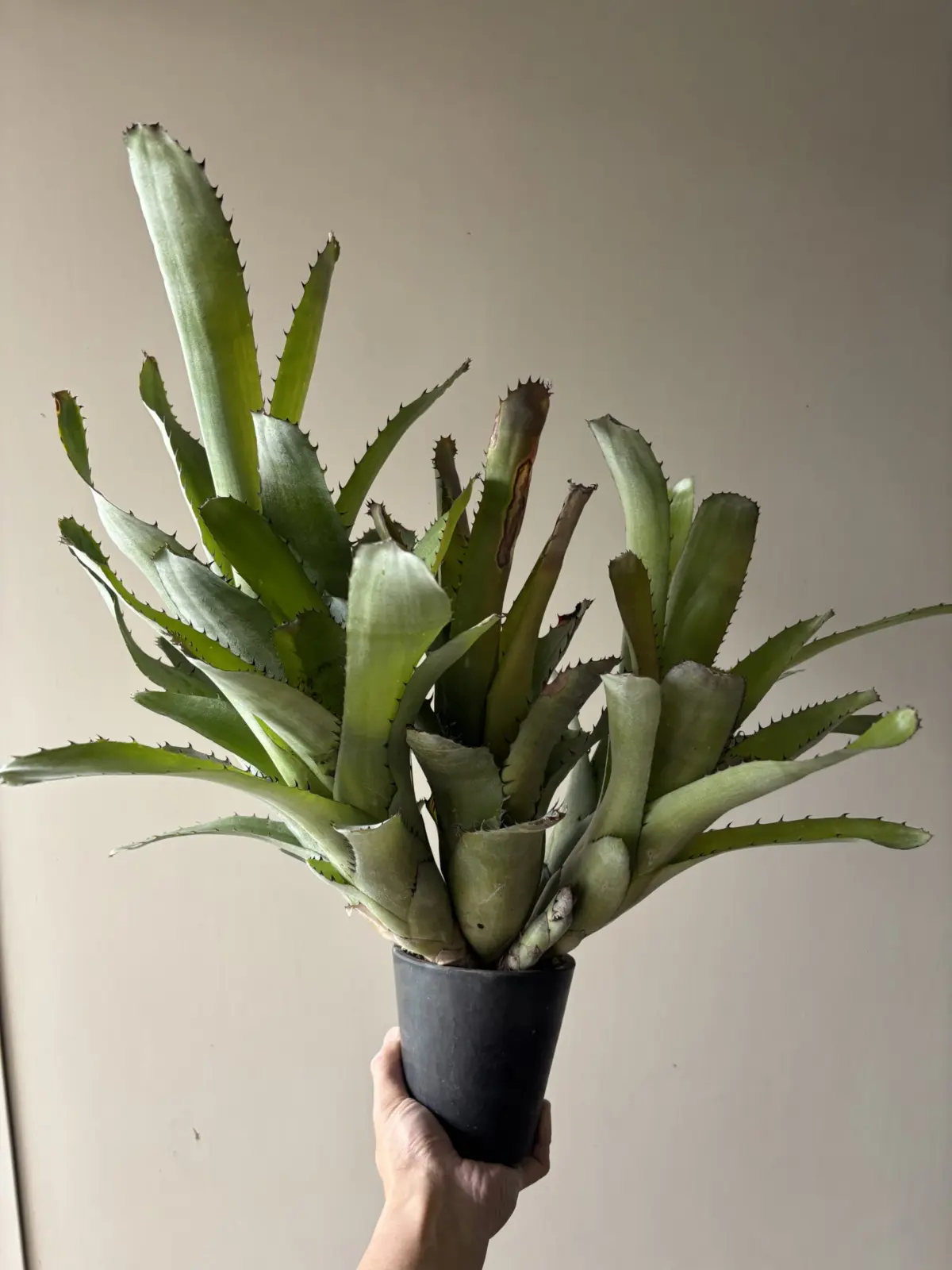 ビルベルギア サンデリアナ